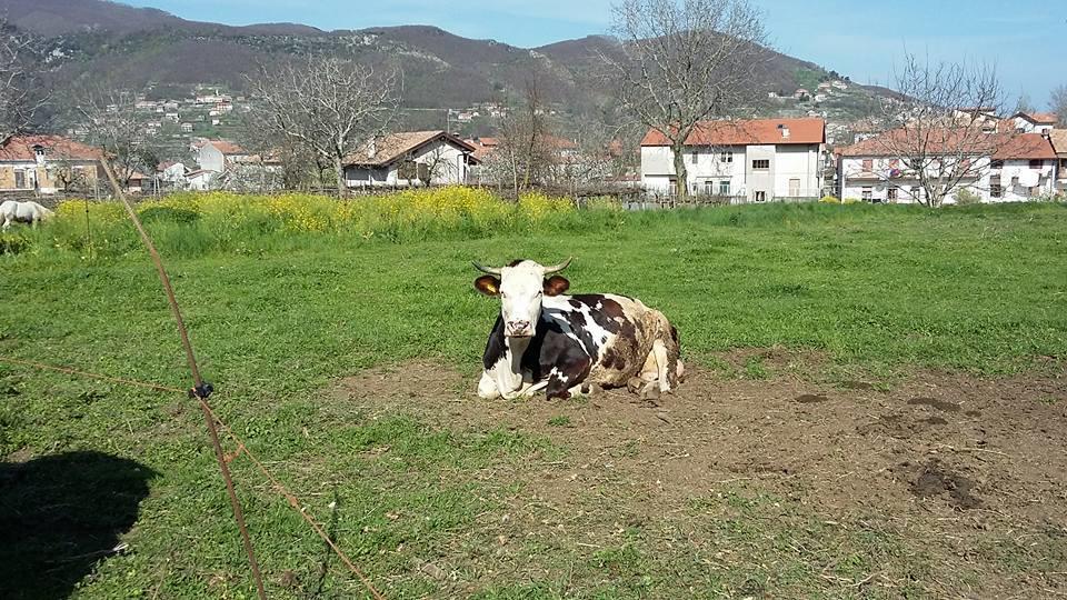 Agriturismo Sentiero Dei Sapori Casa de hóspedes Agerola Exterior foto