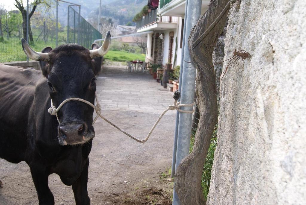 Agriturismo Sentiero Dei Sapori Casa de hóspedes Agerola Exterior foto